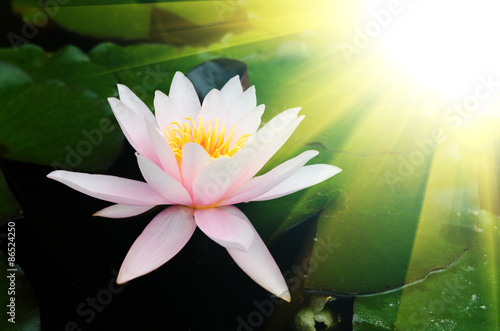 lotus flower