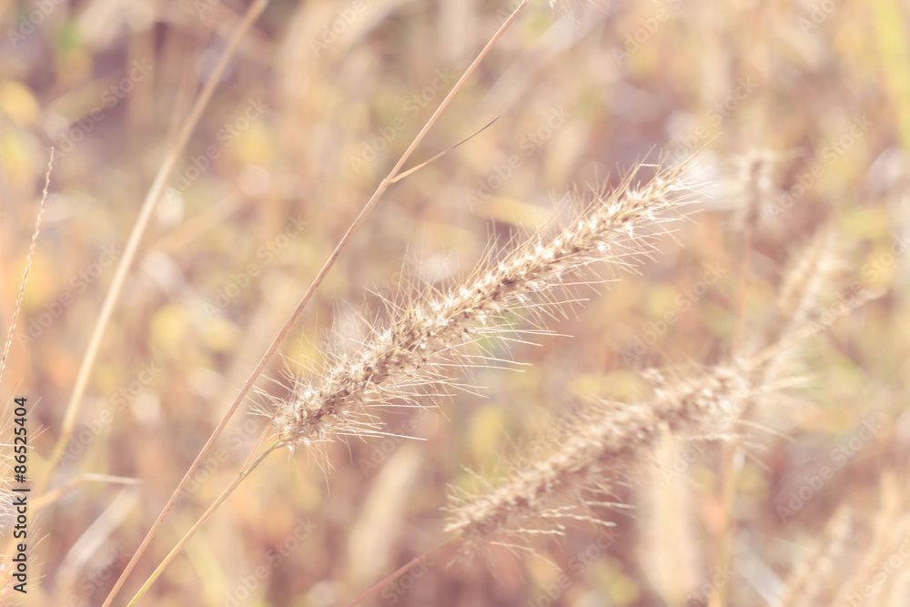 Fototapeta premium blurred nature vintage tone background