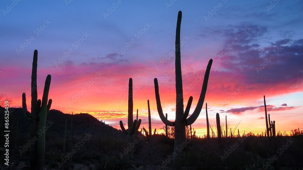 Saguaro Sunrise Saguaro Sunrise