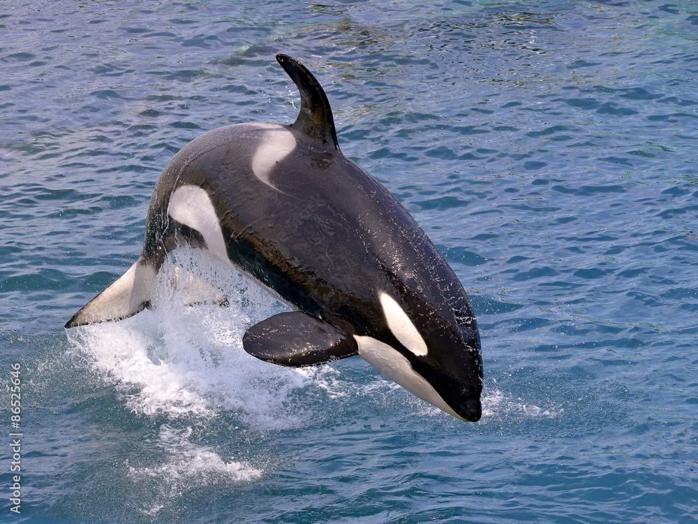 Naklejka premium Killer whale jumping out of water