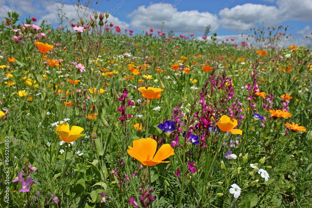 Obraz premium Kwitnąca mieszanka kwiatów nasiennych na skraju pola
