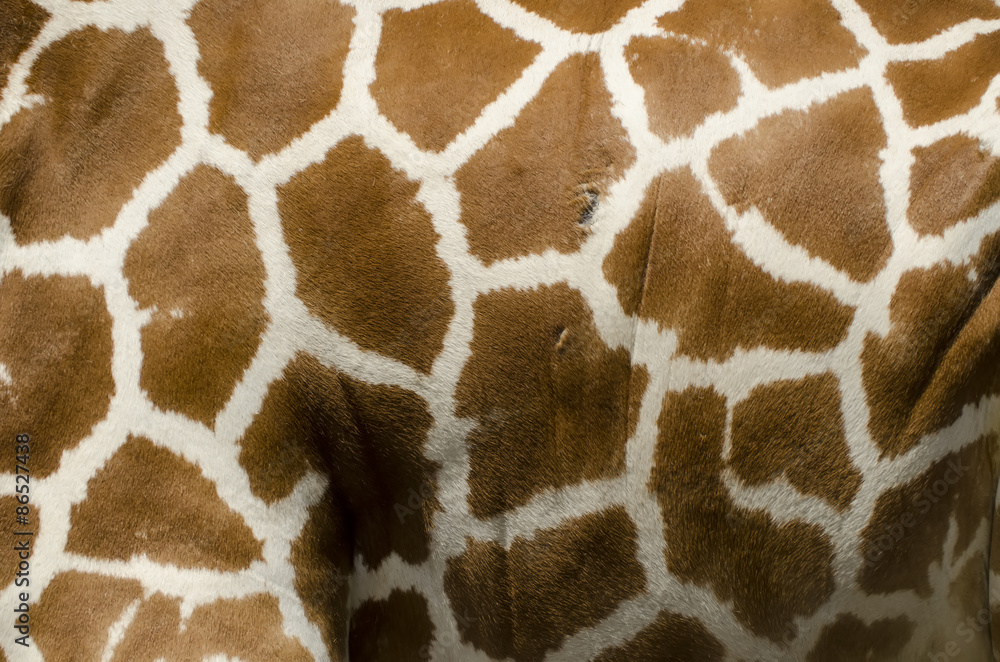 Giraffe fur on the belly side view Giraffe fur on the belly side view