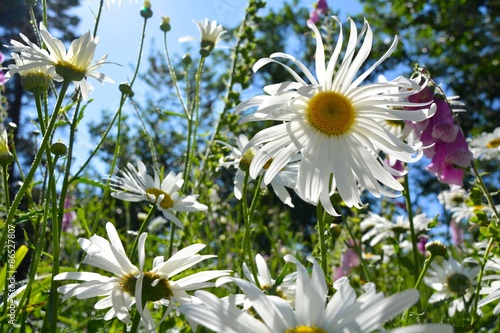 Sommerblumen photo