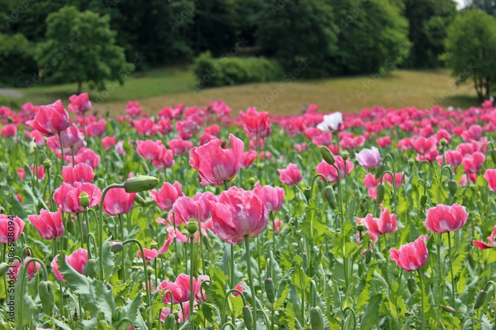 Schlafmohnblüte (Papaver somniferum) in Germerode am Meißner
Schlafmohnblüte (Papaver somniferum) in Germerode am Meißner