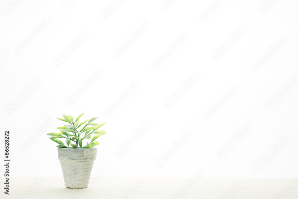 部屋の観葉植物 部屋の観葉植物
