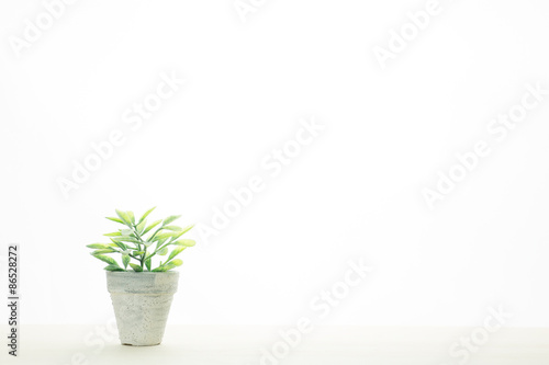 部屋の観葉植物