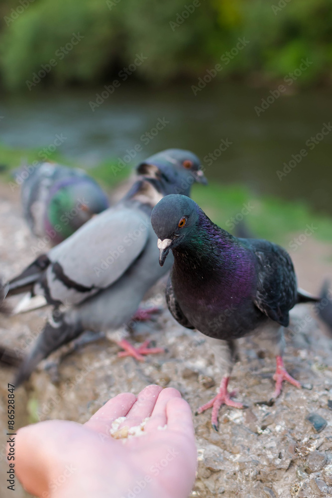 Fototapeta premium Pigeons peck grain from human hands