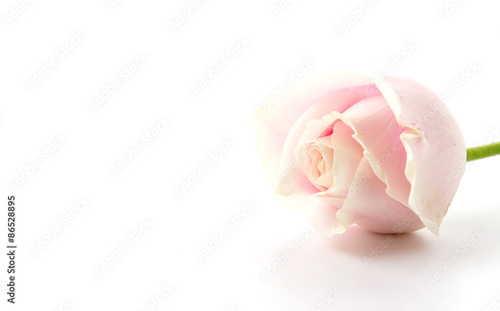 white and pink rose on white background white and pink rose on white background