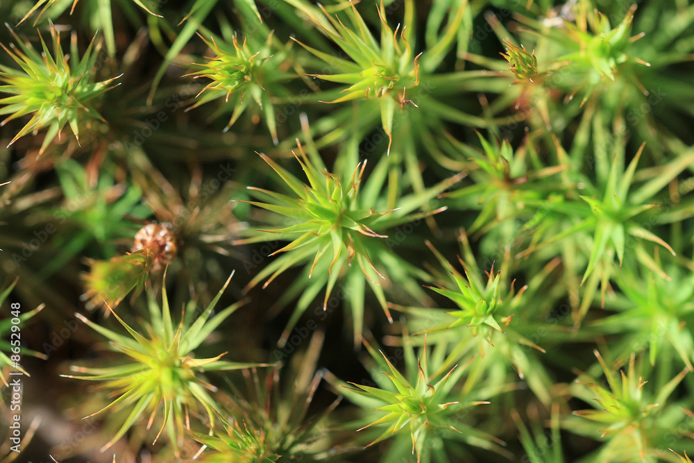 texture of green moss texture of green moss