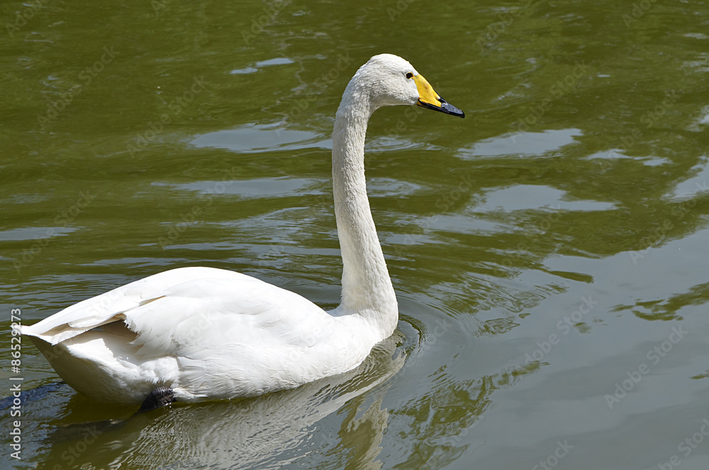 Obraz premium Белый лебедь.
