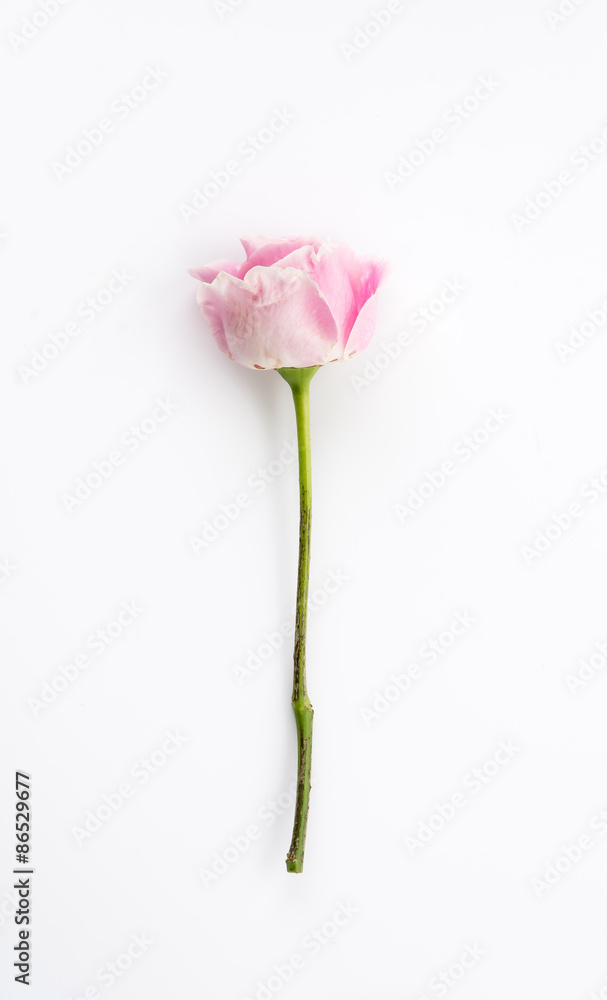 white and pink rose isolated on white background
