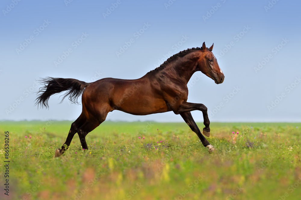 Bay stallion run gallop on gree grass with flowers at summer day Bay stallion run gallop on gree grass with flowers at summer day
