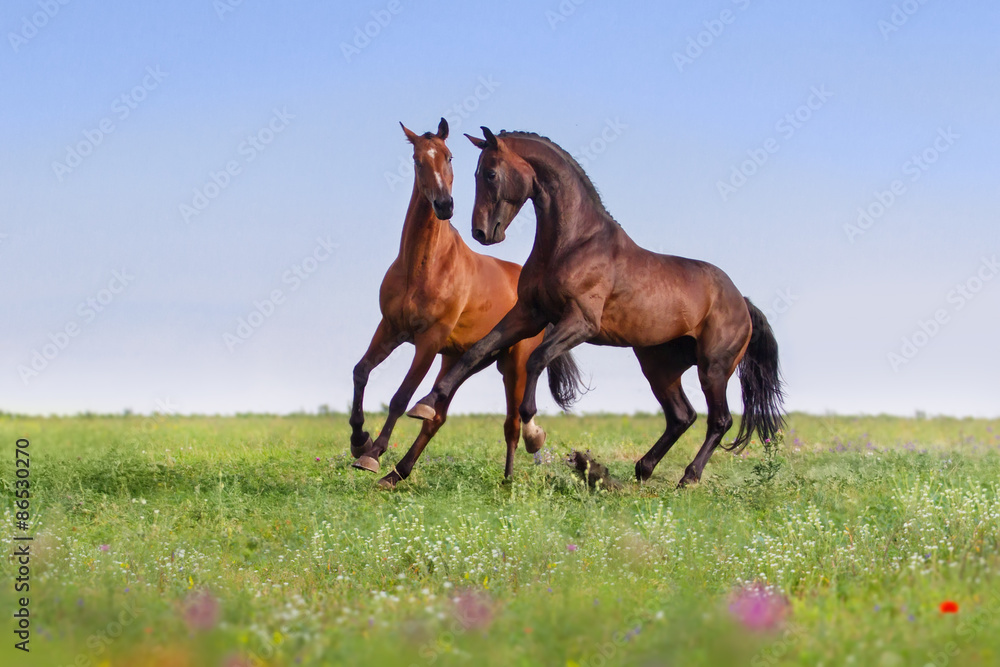 Couple horses play on gree grass with flowers at summer day Couple horses play on gree grass with flowers at summer day