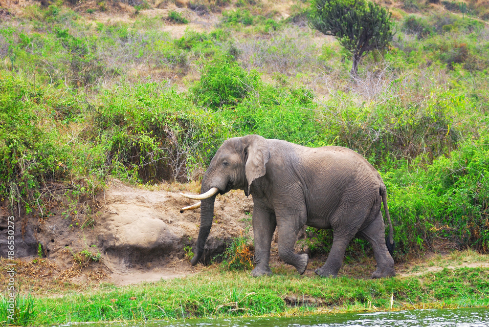 Fototapeta premium African elephant