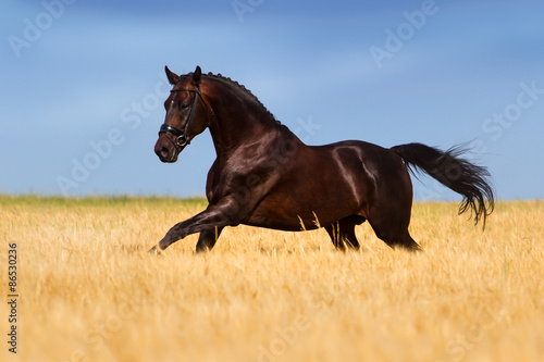 Beautiful young stallion in a bridle with braided mane running on the field of wheat #86530236
