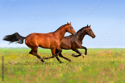 Fototapeta Naklejka Na Ścianę i Meble -  Couple horses run gallop on gree grass with flowers at summer day