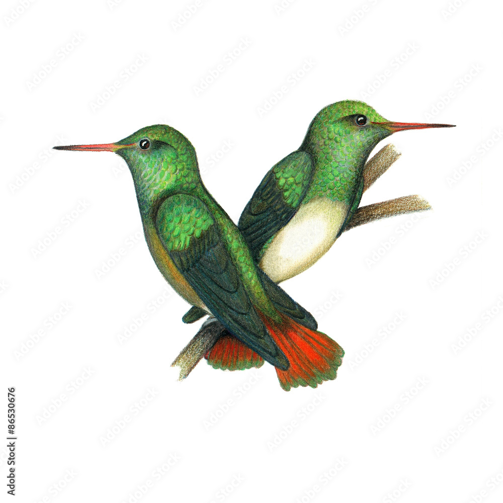 Obraz premium Amazilia de Cola Rufa o Amazilia de cola roja (Nombre científico: Amazilia tzacatl). Es un colibrí que habita desde México hasta la parte sur de Ecuador, en la costa.