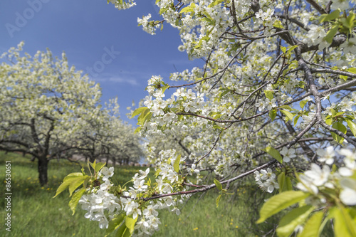 Cherry blossom in Traverse City, Michigan