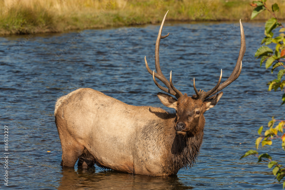 Bull Elk in River Bull Elk in River