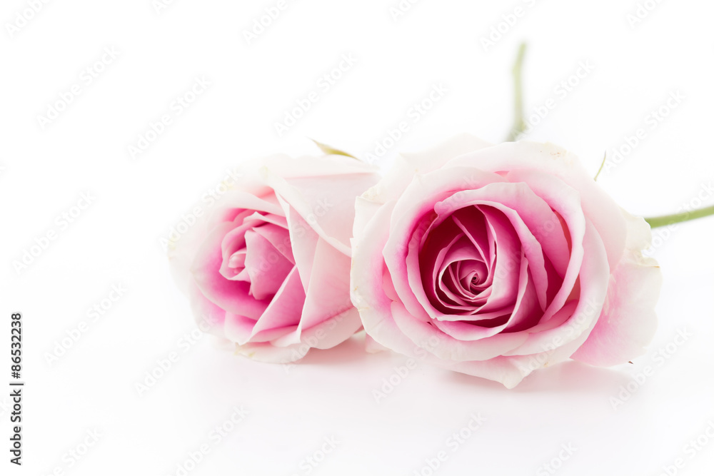 white and pink rose isolated on white background white and pink rose isolated on white background