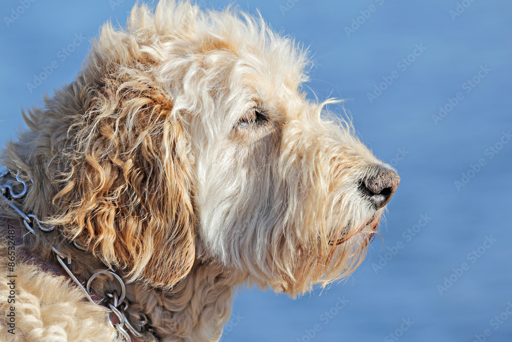 Fototapeta premium Wheaten Terrier