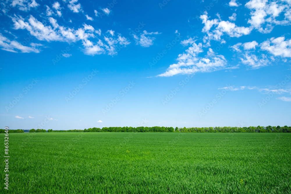 Fototapeta premium green field