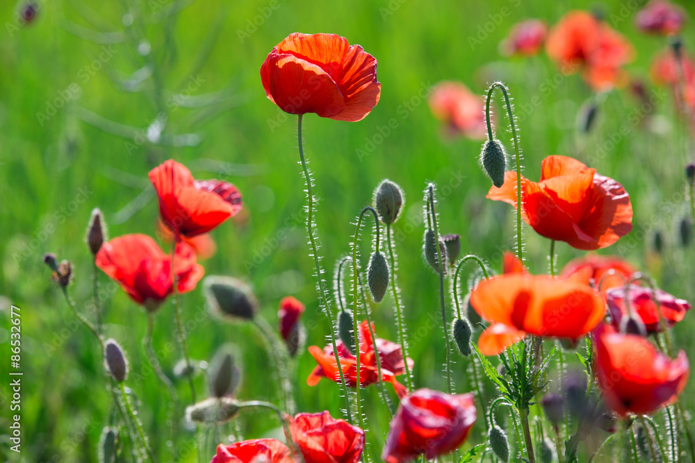 Naklejka premium red poppy