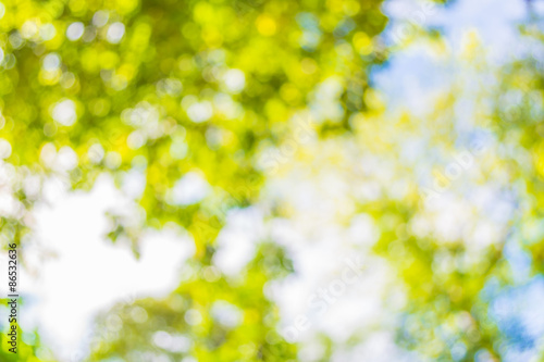 blur image of Abstract Bokeh of tree green color background © coffmancmu