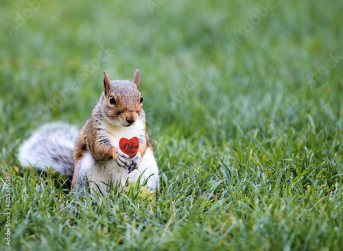 Fototapeta Squirrel candy