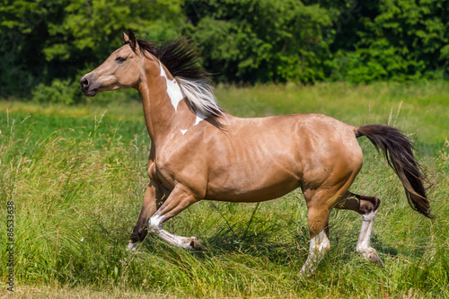 Falbschecke mit Trakehneranteil im Galopp