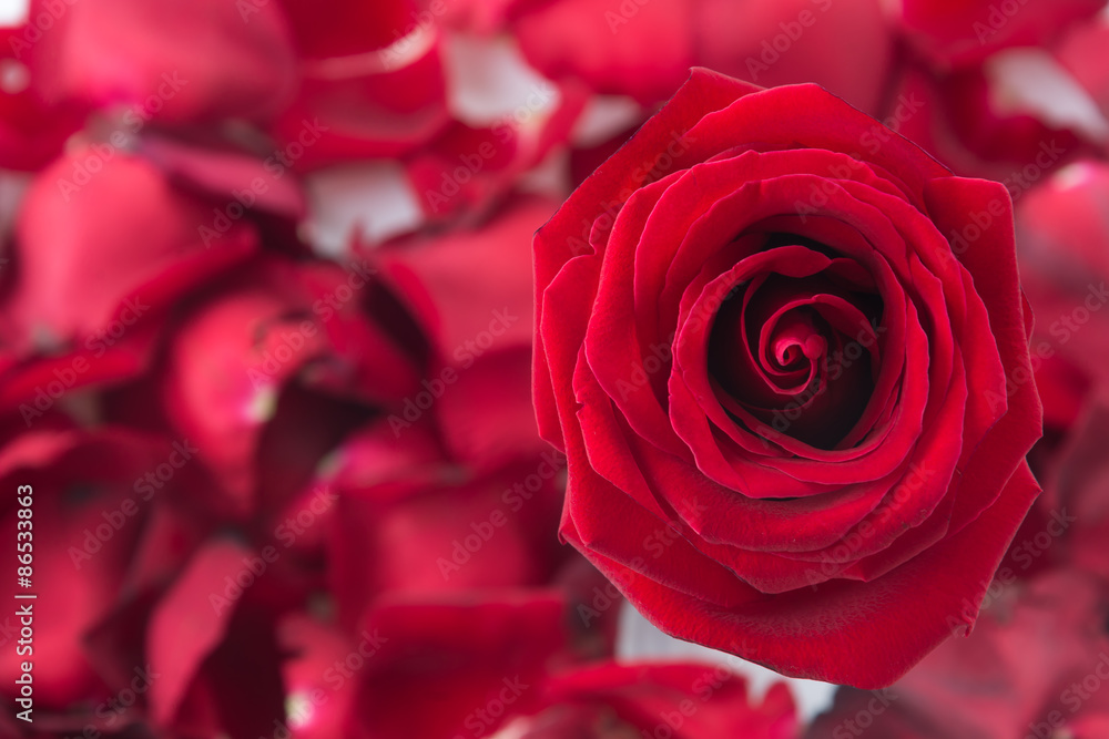red rose with rose petal red rose with rose petal