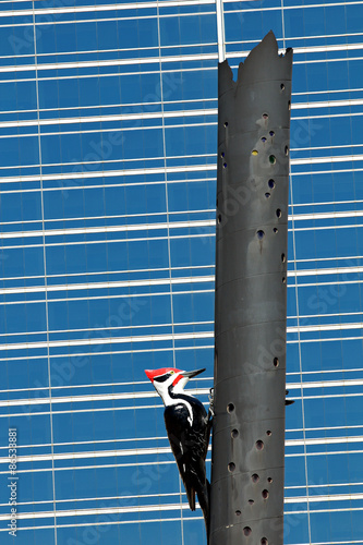 Woodpecker Column photo