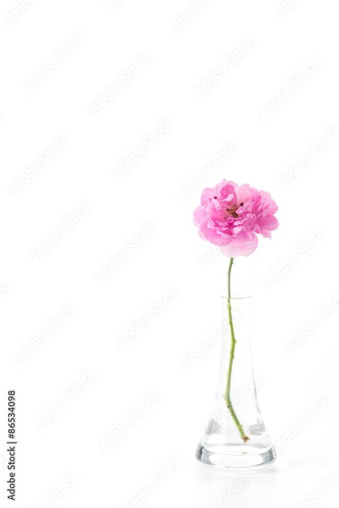 Obraz premium pink rose isolated on white background