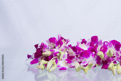 Fototapeta Naklejka Na Ścianę i Meble -  Group of purple orchid.