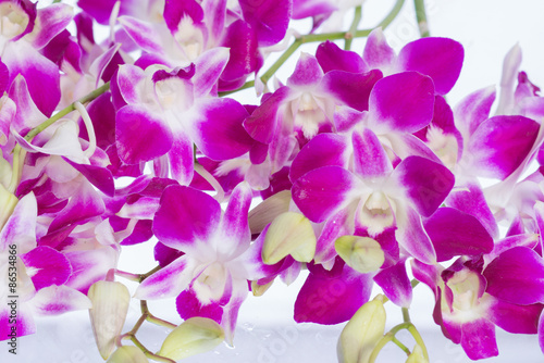 Group of purple orchid.