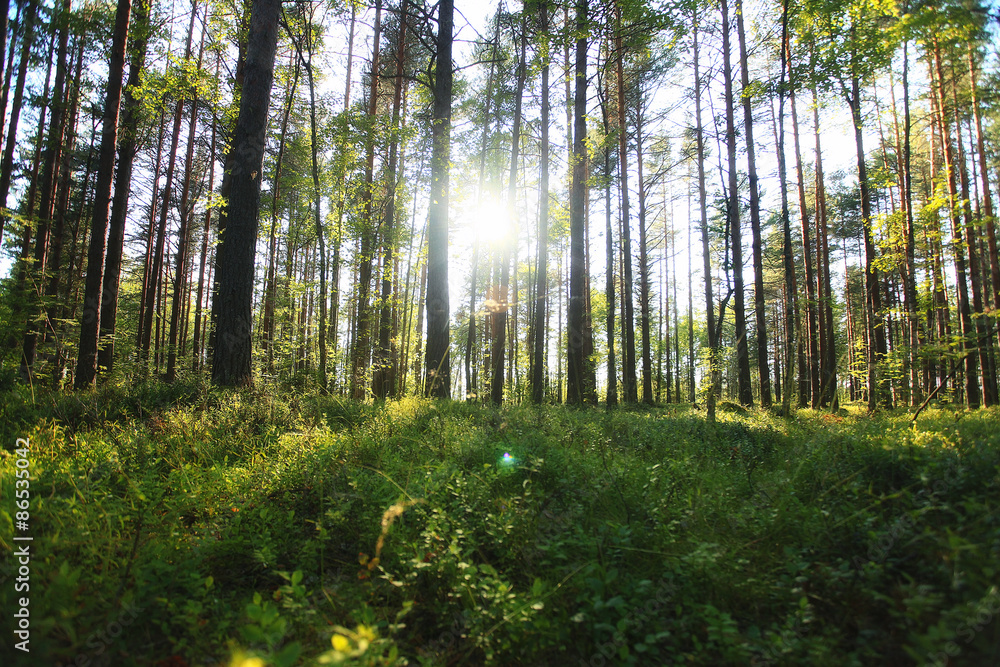 forest landscape in summer europe pine forest landscape in summer europe pine
