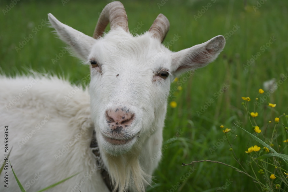 Портрет белой козы на зеленом лугу