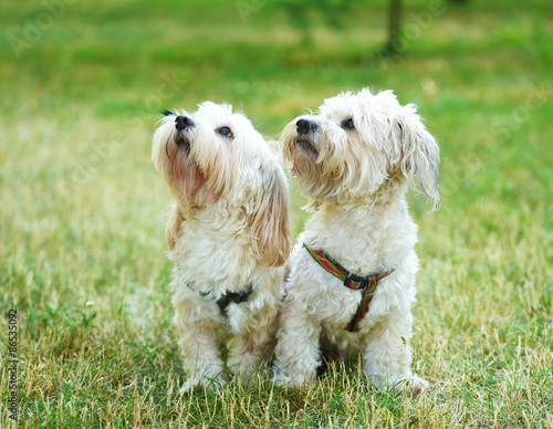 Bichon bolognese dog in geen