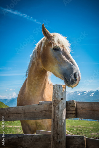 Fototapeta Naklejka Na Ścianę i Meble -  Pferd auf Alpweide