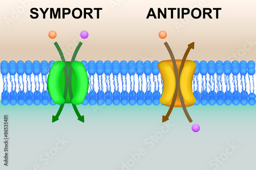 Cell membrane transport systems illustration