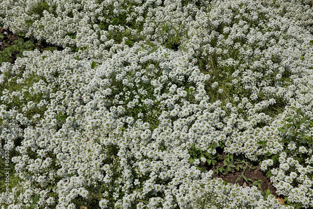 Obraz premium massif fleuri