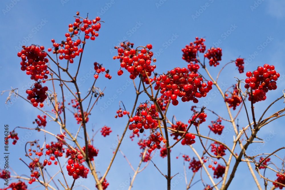 Bunch of ripe red viburnum close up Bunch of ripe red viburnum close up