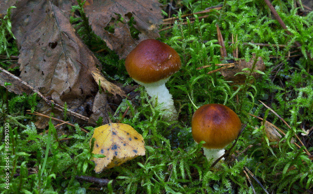 Mushrooms in the wood