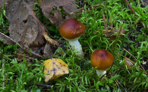 Mushrooms in the wood © yauhenka
