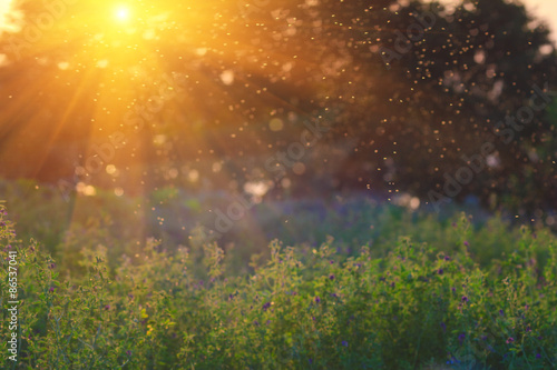 Summer Nature. Landscape meadow at sunset. A flock of mosquitoes.