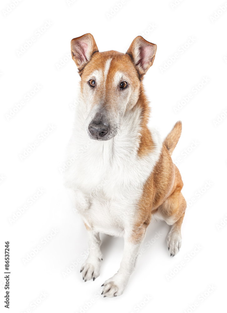 Fototapeta premium Smooth collie isolated on a white background