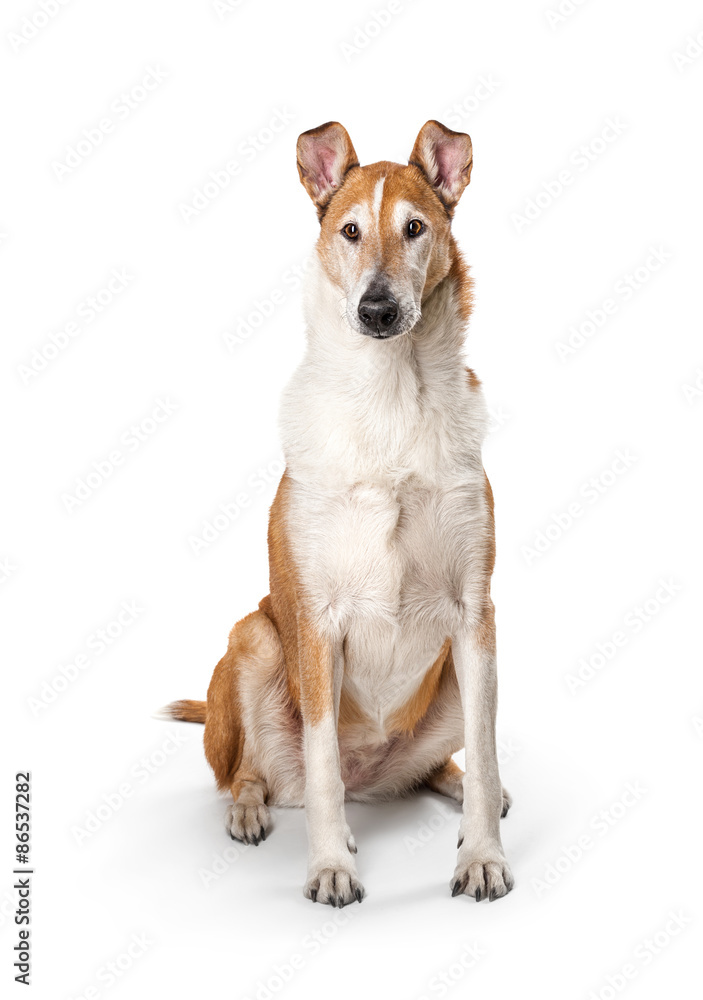 Smooth collie isolated on a white background