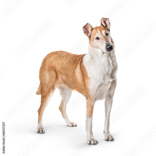 Smooth collie isolated on a white background © Pavel Hlystov