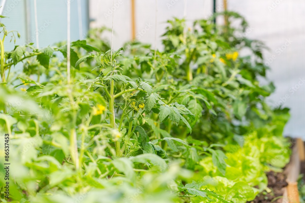 Blooming twigs of tomatoes growing in greenhouse Blooming twigs of tomatoes growing in greenhouse
