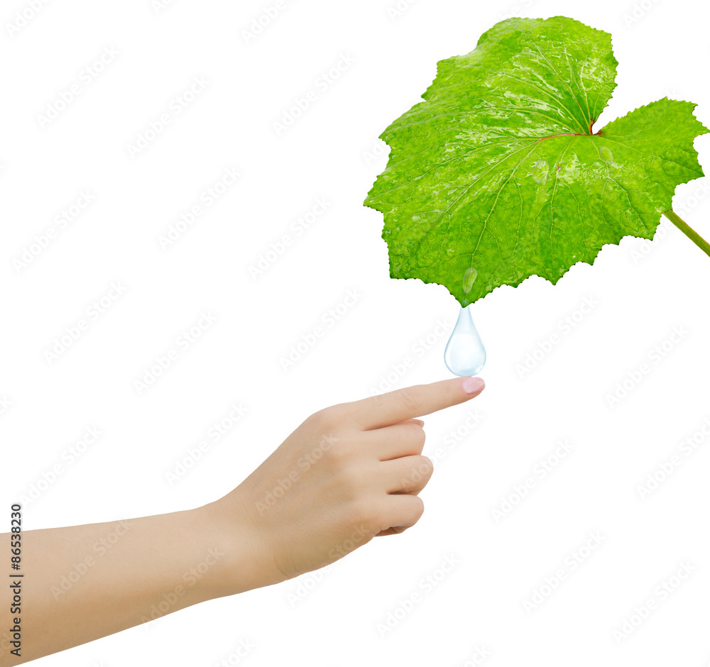 drop of dew falls from a leaf on a hand drop of dew falls from a leaf on a hand